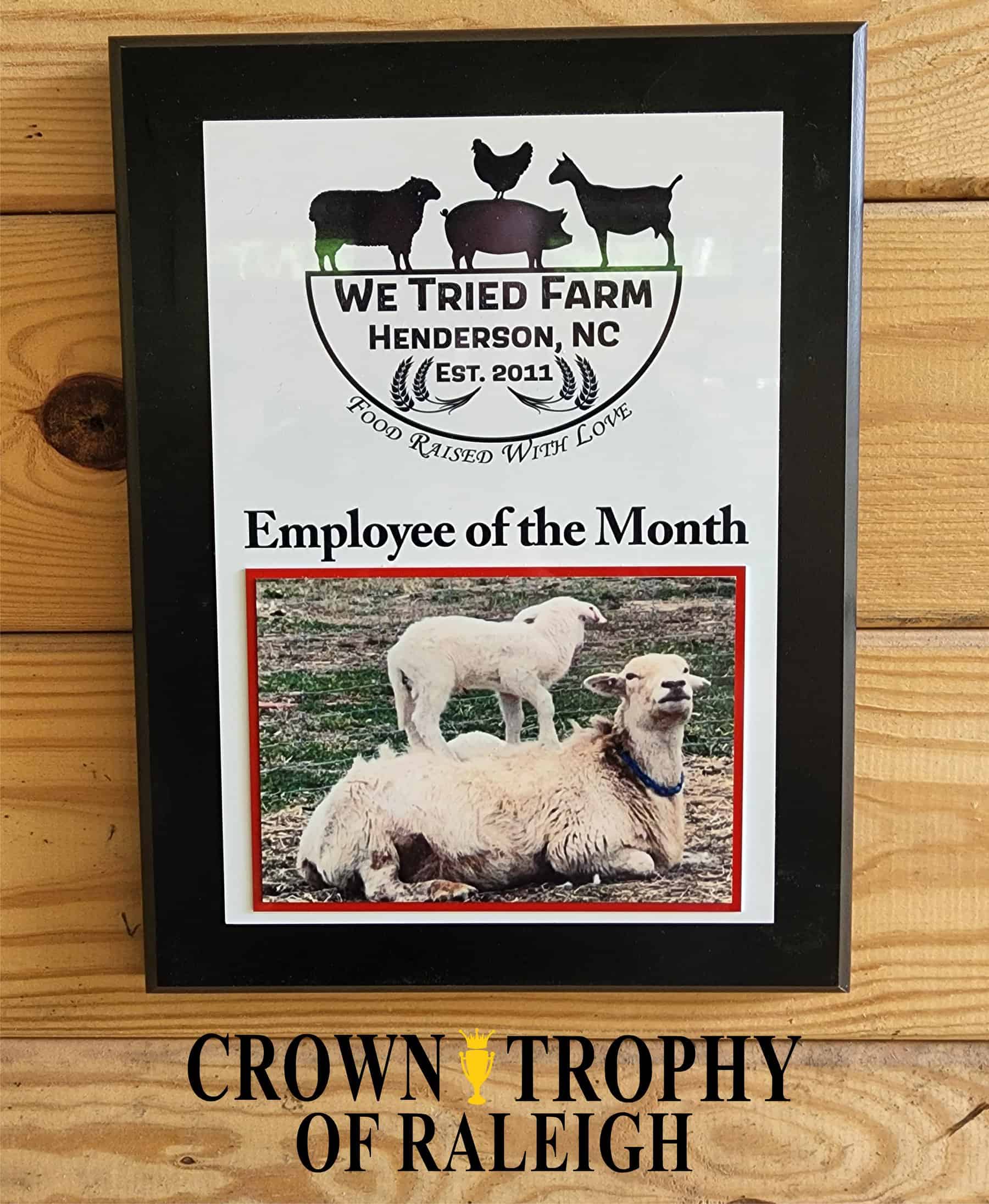 A wooden wall displays a plaque from We Tried Farm, Henderson, NC, featuring the logo with silhouettes of farm animals and text "Employee of the Month." Below is a photo of sheep, labeled "Crown Trophy of Raleigh."